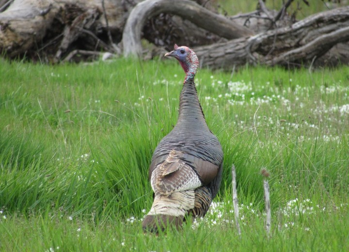 Wild Turkey